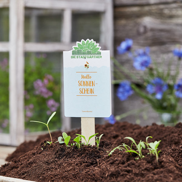 Cartel que dice "Hola sol" en un macizo de jardín con plantas jóvenes y un fondo borroso.