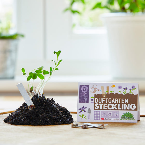Los brotes de plantas jóvenes crecen en un montículo de tierra junto a una tarjeta con la etiqueta “Esqueje de jardín fragante” sobre una mesa.