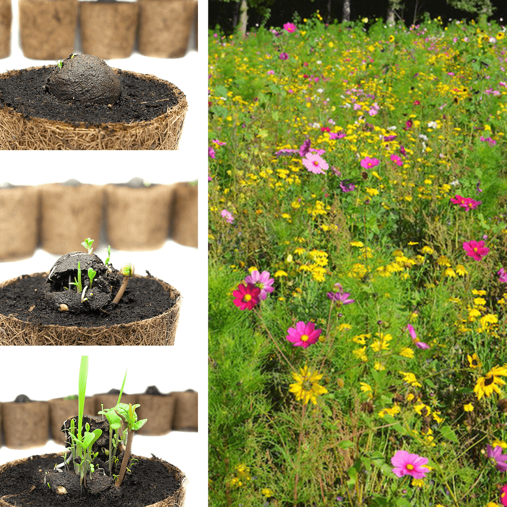 Collage del crecimiento de plantas en macetas de fibra de coco y un prado floreciente de flores silvestres.