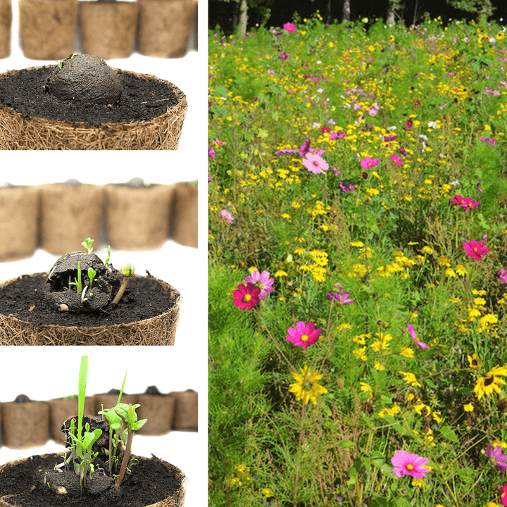 Collage del crecimiento de plantas en macetas de fibra de coco y un prado floreciente de flores silvestres.